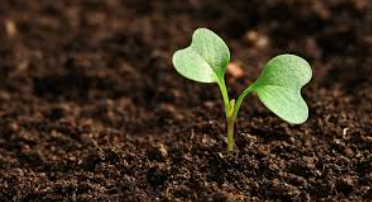 7 Schritte zu einem gesunden, grünen Rasen