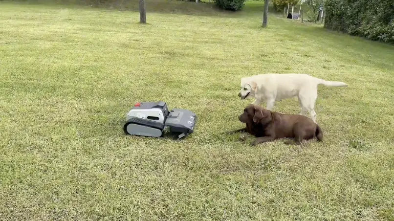 dogs.webp